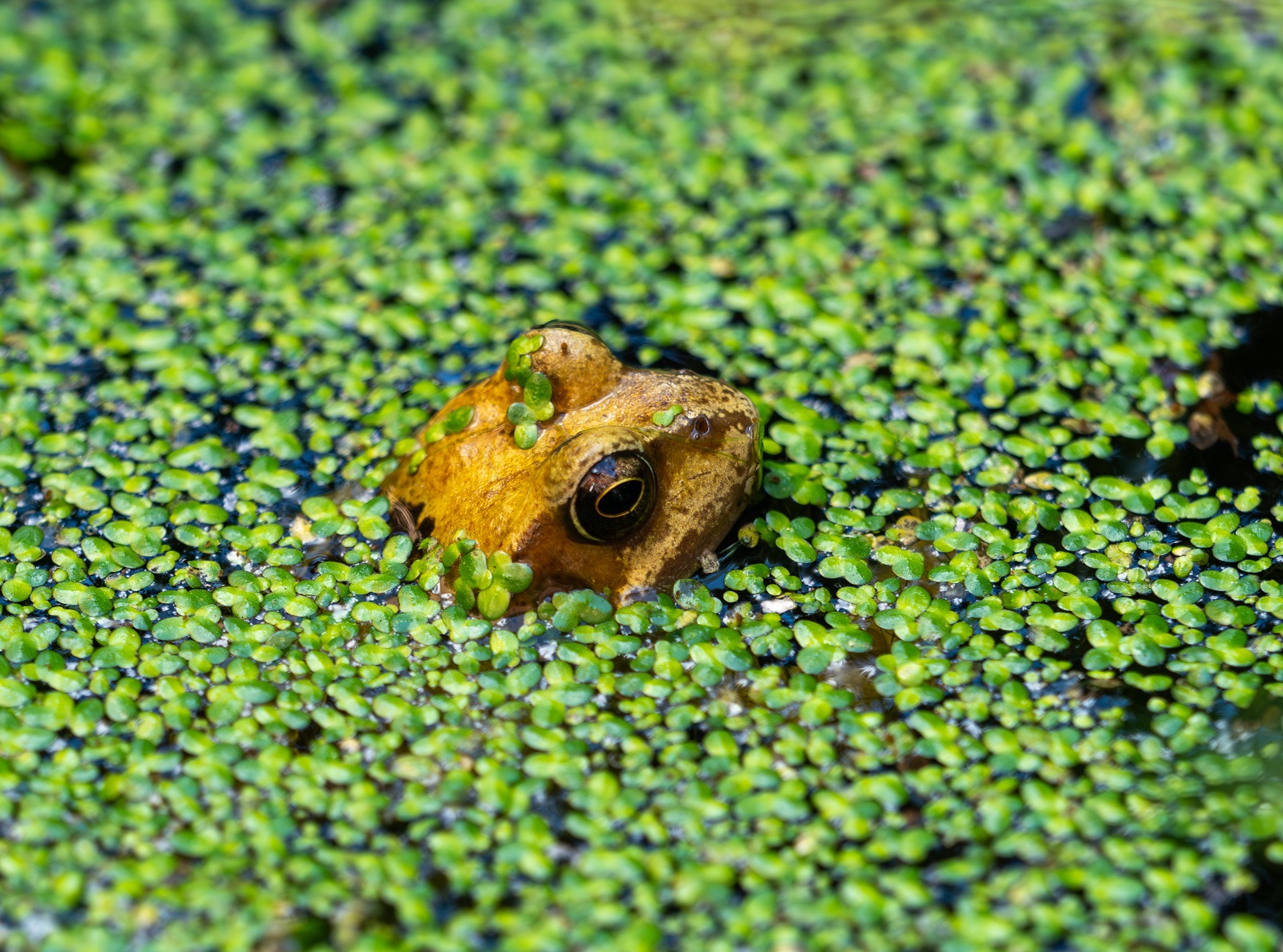 Grenouille qui fait surface dans des lentilles d'eau envahissantes. ©Pefkos, AdobeStock